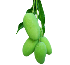 hanging mangos hanging mangos